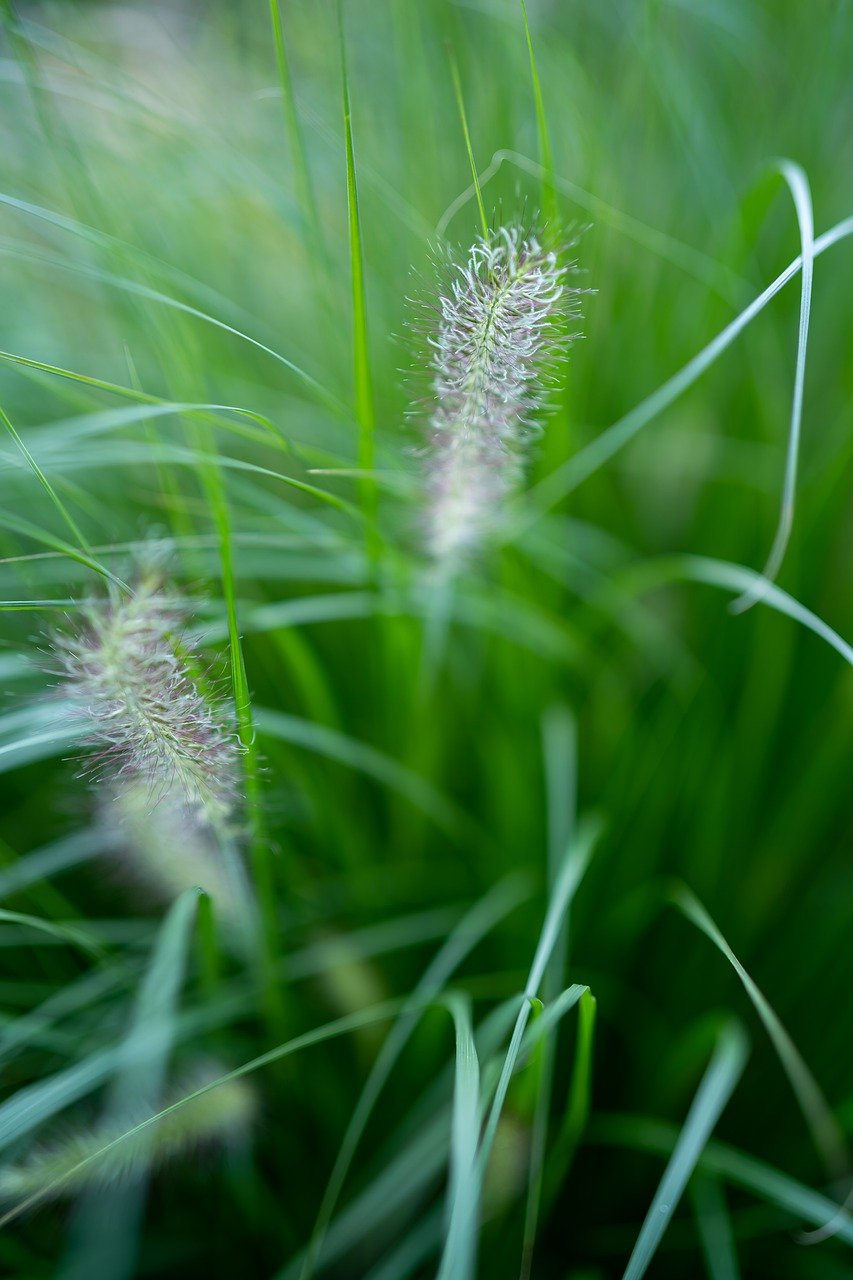 foxtail grass, grass, flower-6593810.jpg