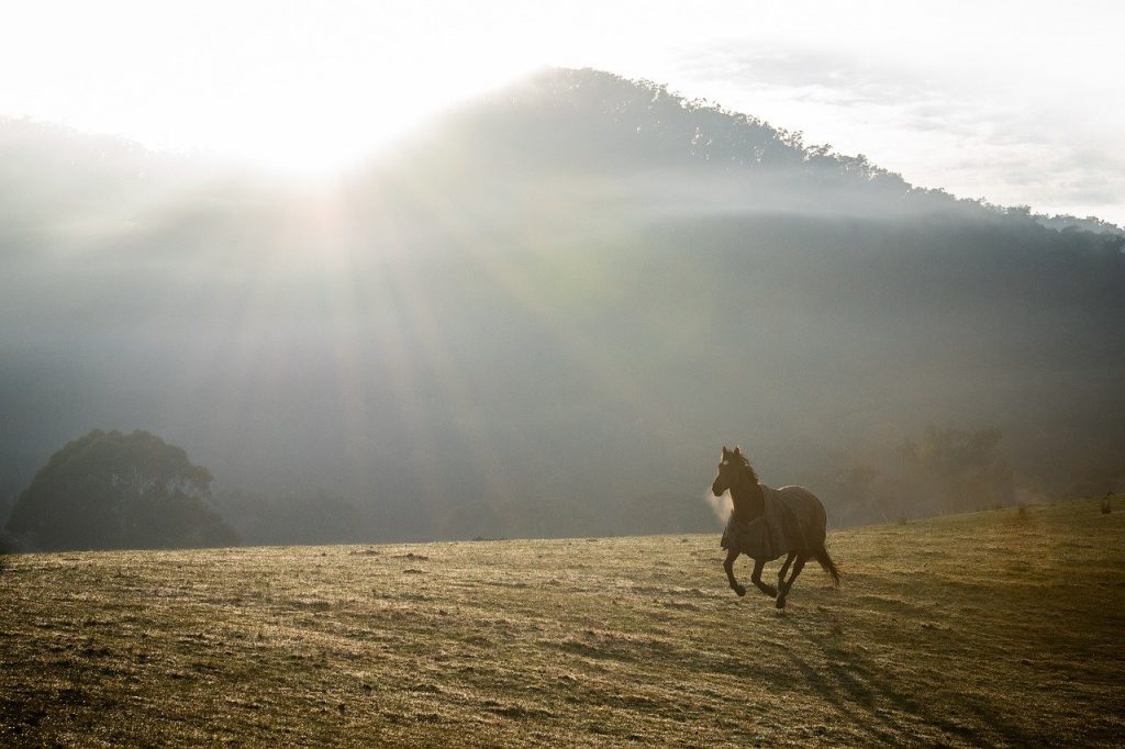 horse, equine, sunset-6623250.jpg